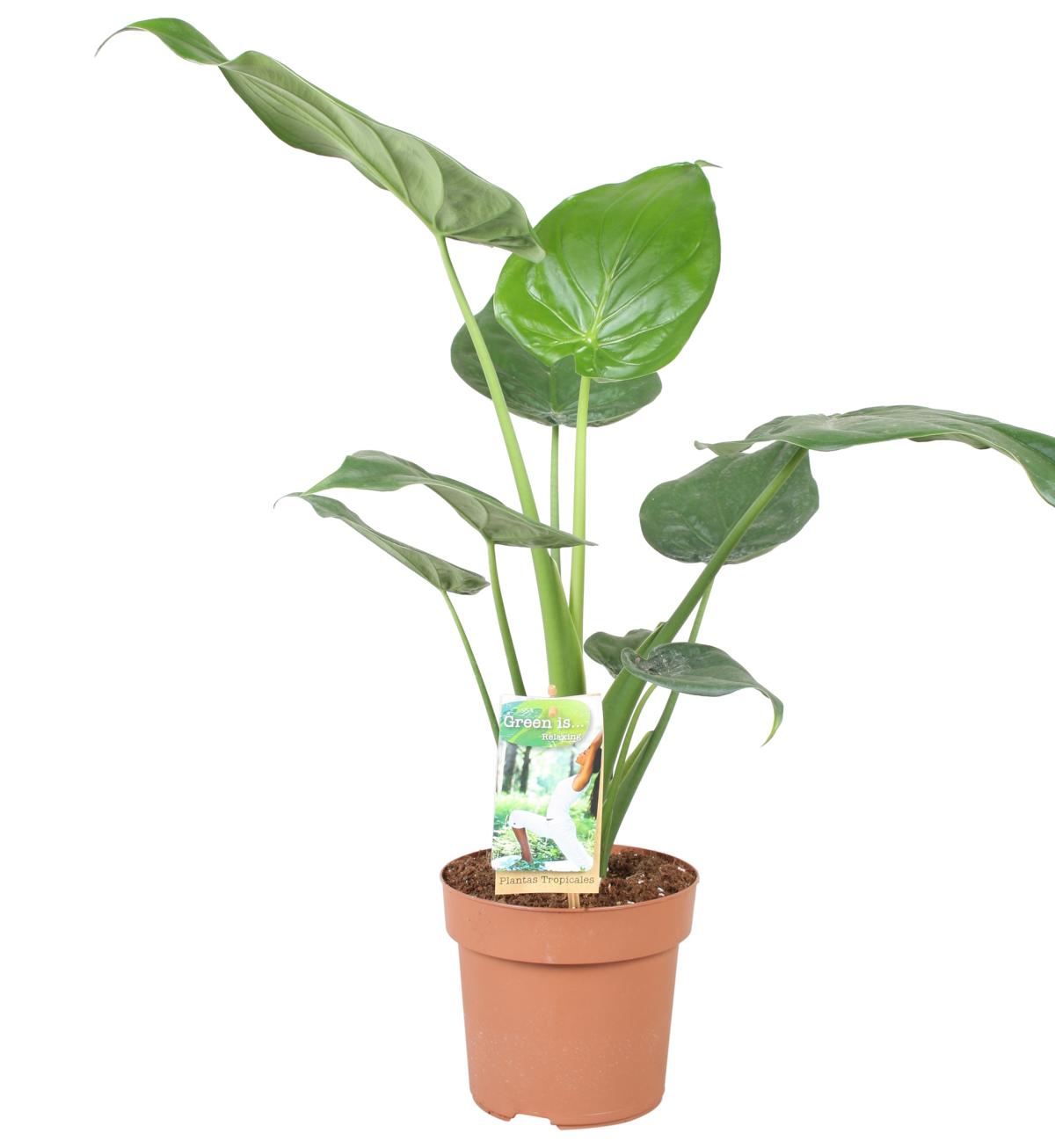 Alocasia cucullata 40-50 cm šípovitý list