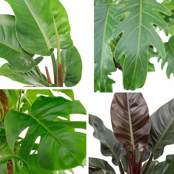 Philodendren - Philodendron - Baumfreund - grünes Paradies im Wohnzimmer