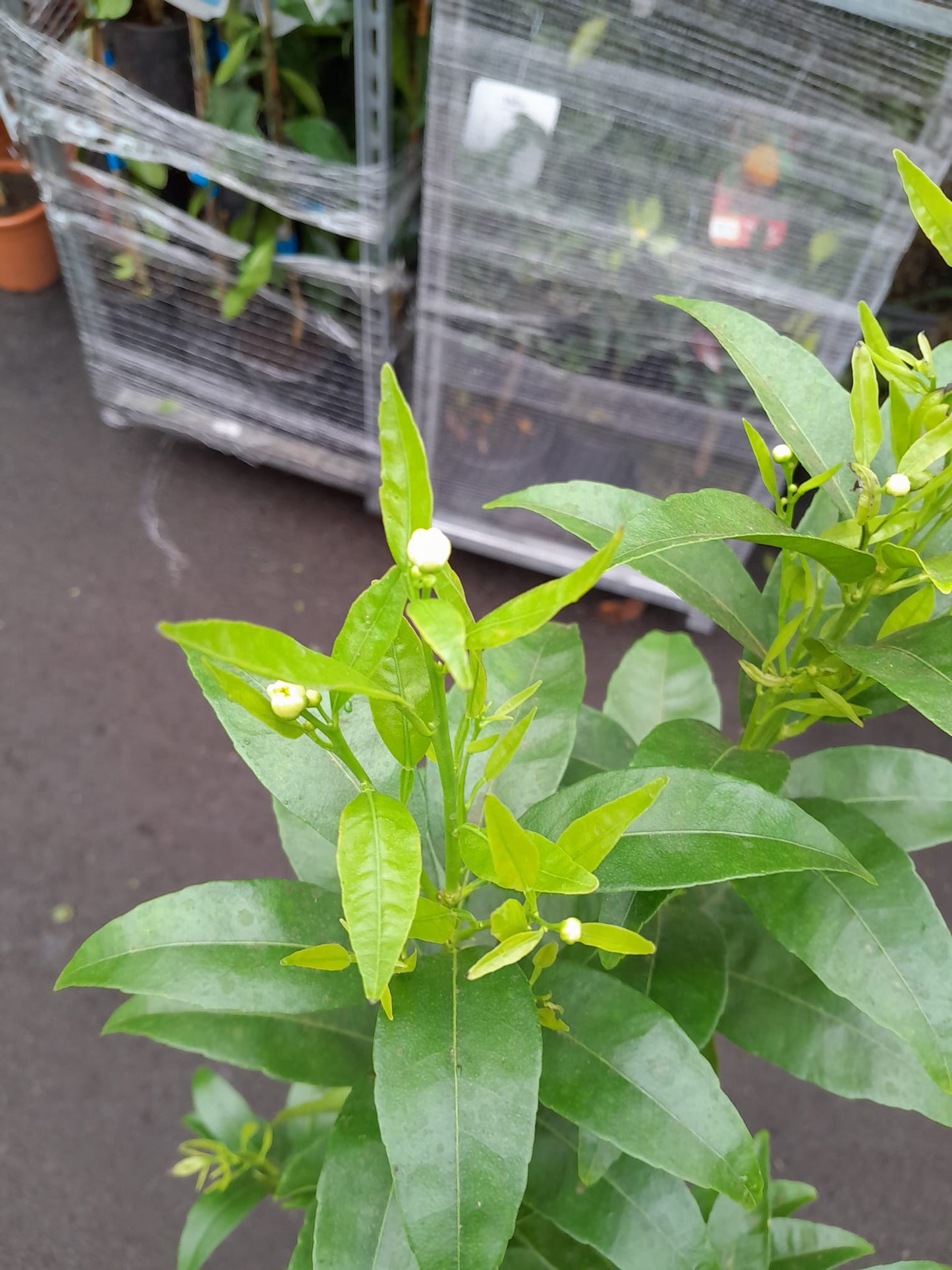 Mandarinenbäumchen 100-140 cm  C/17 - Citrus reticulata - Mandarine Pflanze