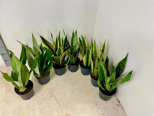 3 kusy Sansevieria mix 50-60 cm luk konopí lepší vnitřní ovzduší pokojová rostlina