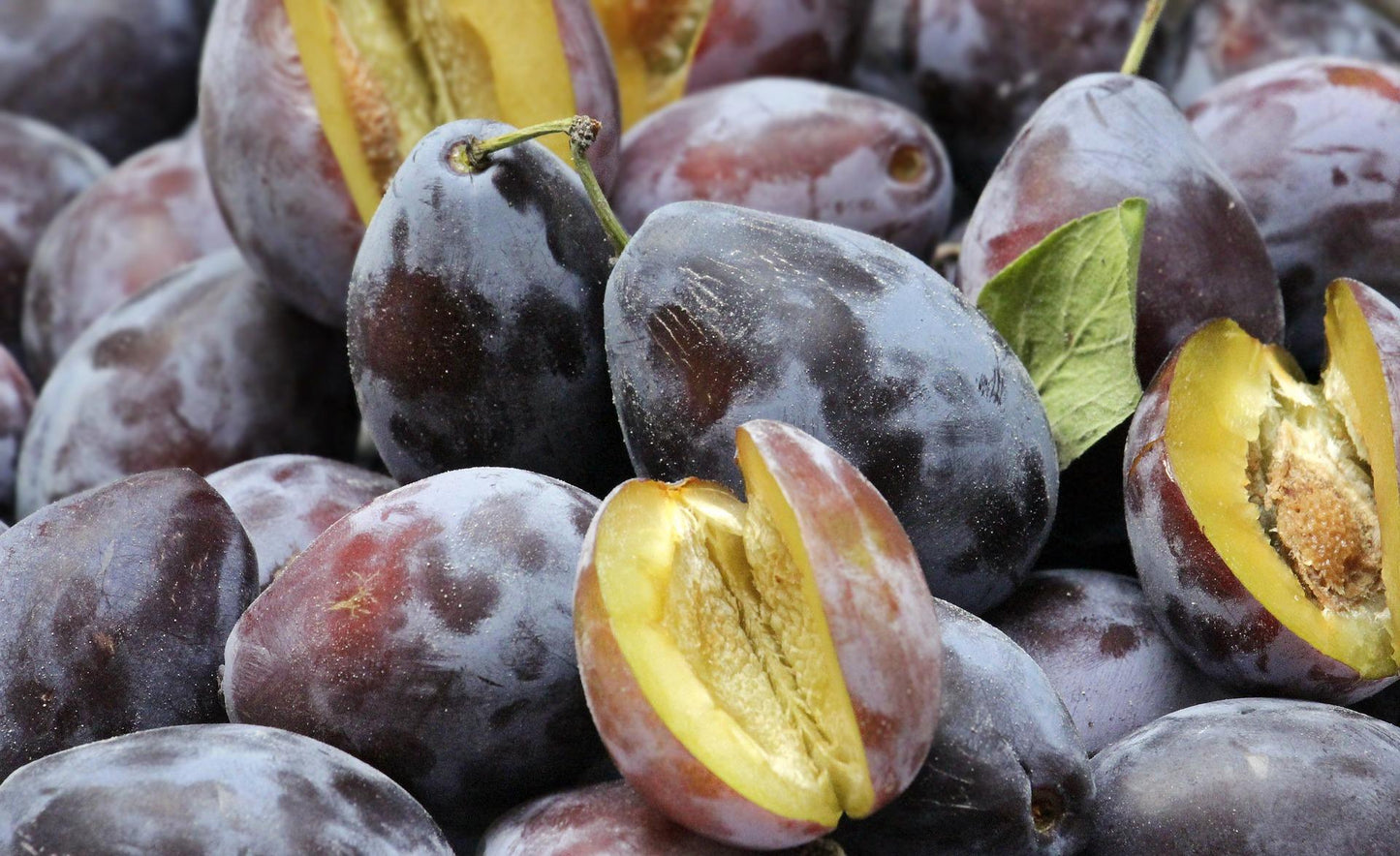 Pflaumenbaum - Prunus domestica - Pflaume - Obstbaum