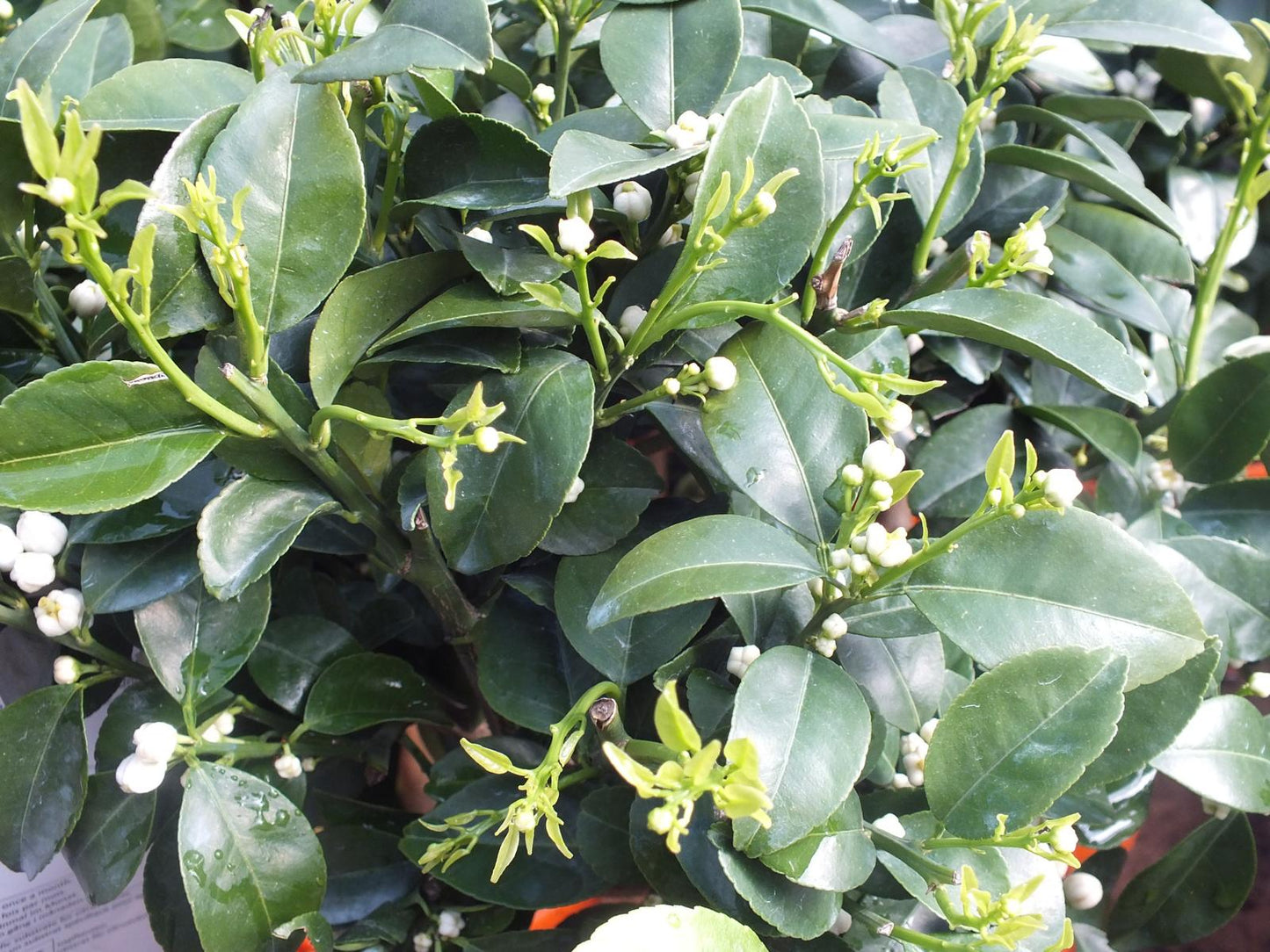 Römische Limette 'Pursha' 80-100 cm Süße Limette - Citrus limetta 'Pursha'