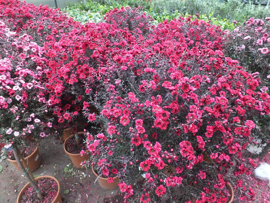 Myrta z jižního moře 60-70 cm červený stonek Leptospermum scoparium - Manuka