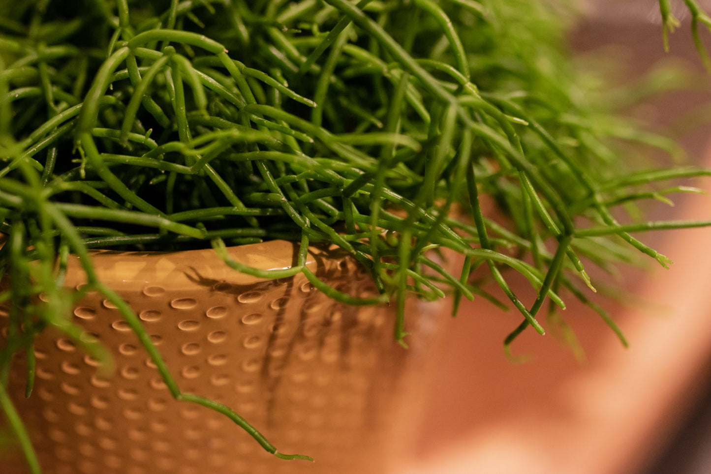 Rhipsalis Cassutha - Binsenkaktus - Korallenkaktus - pflegeleichte Zimmerpflanze