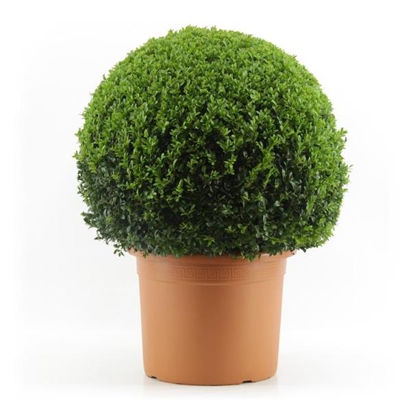 Buchsbaum-Kugel 120 cm Ø Buxus sempervirens Restposten