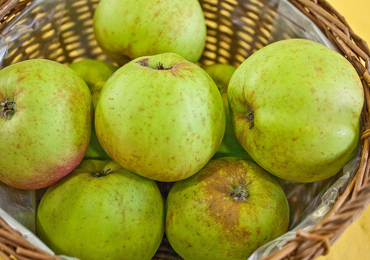 Winterapfel 'Kanadarenette' 170-200 cm / Stamm 80-100 cm - Malus - Renette du Ca