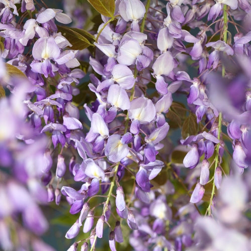 Wisteria sinensis Prolific 180-200 cm Chinesischer Blauregen - Kletterpflanze