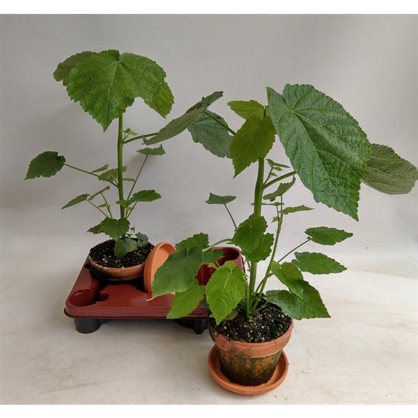 Zimmerlinde 40 cm - Sparmannia africana Zimmerpflanze