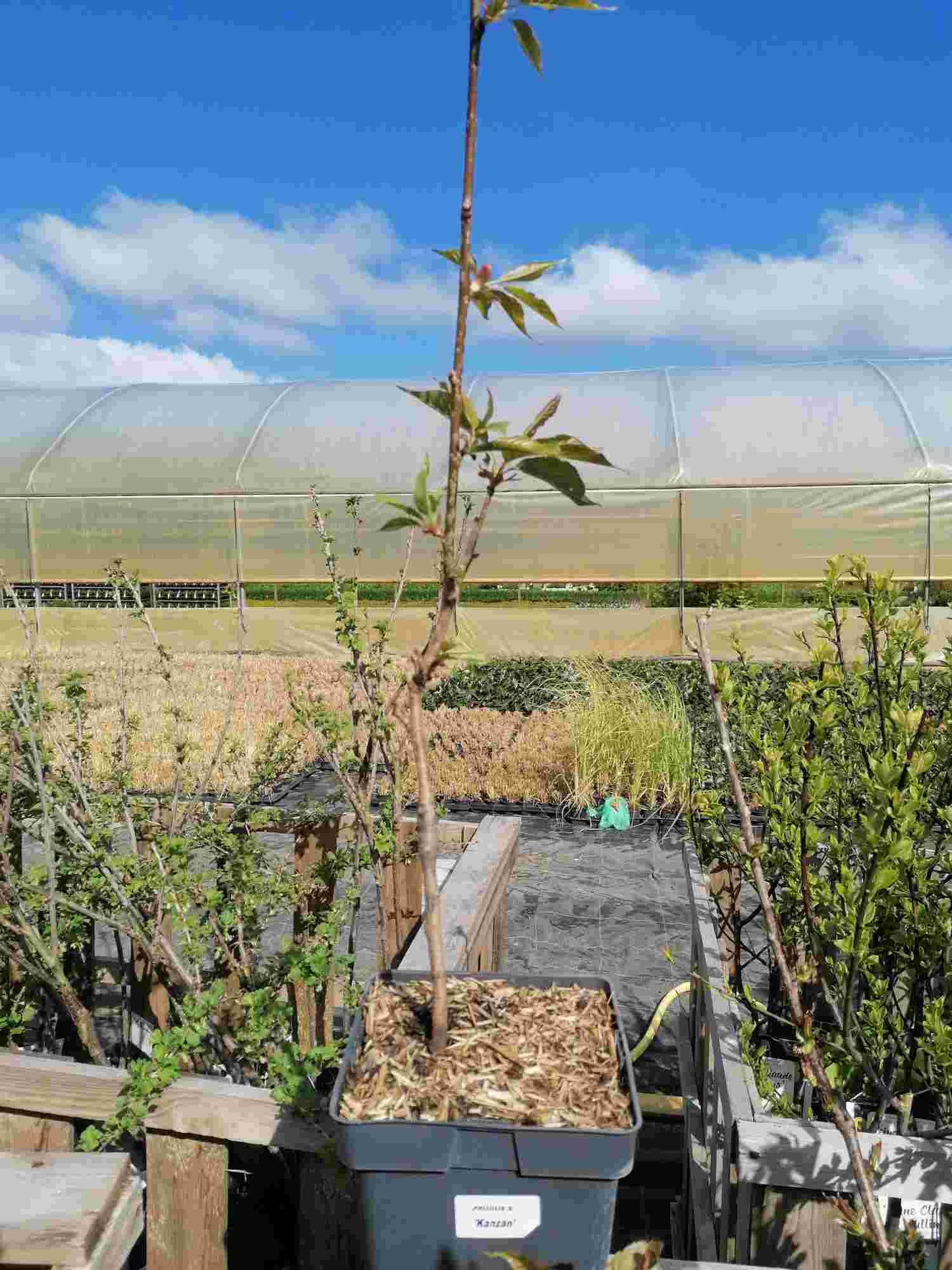 Prunus serrulata 'Kanzan' - Japanische Nelkenkirsche - Zierkirsche