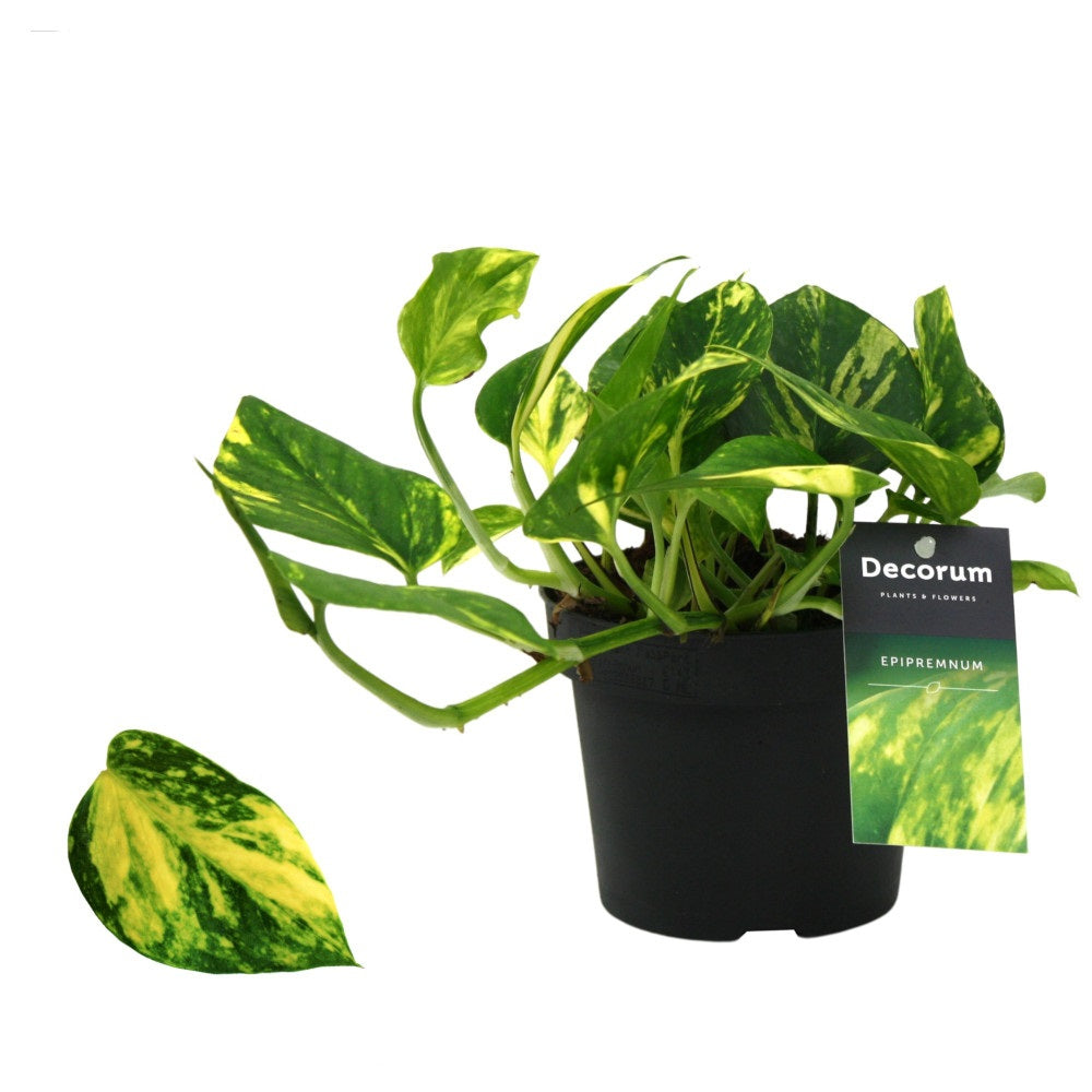 Epipremnum N-Joy Gold květináč Ø 12 / Výška cca. 20 cm - Pothos popínavá rostlina, snadno udržovatelná, závěsná rostlina, pokojová rostlina