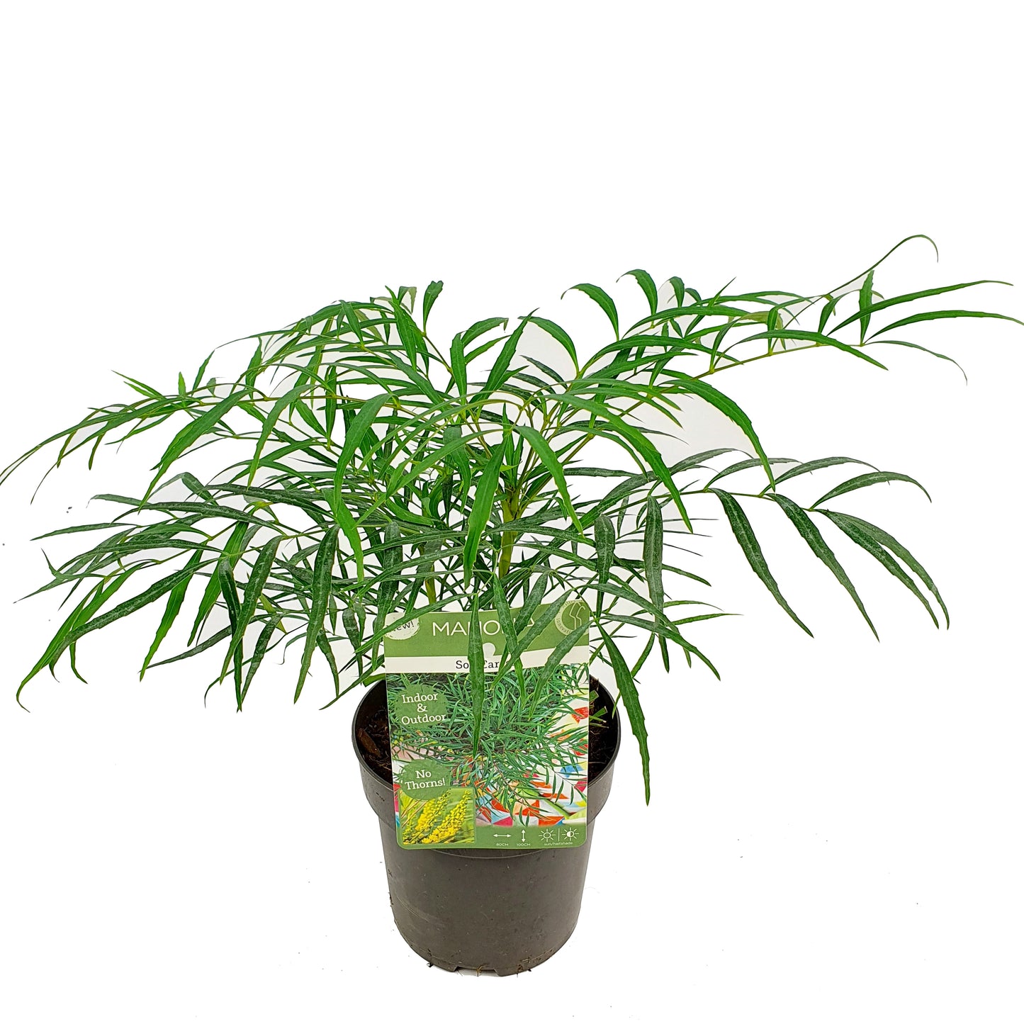 Mahonie eurybracteata 'Soft Caress' - Chinesische Mahonie