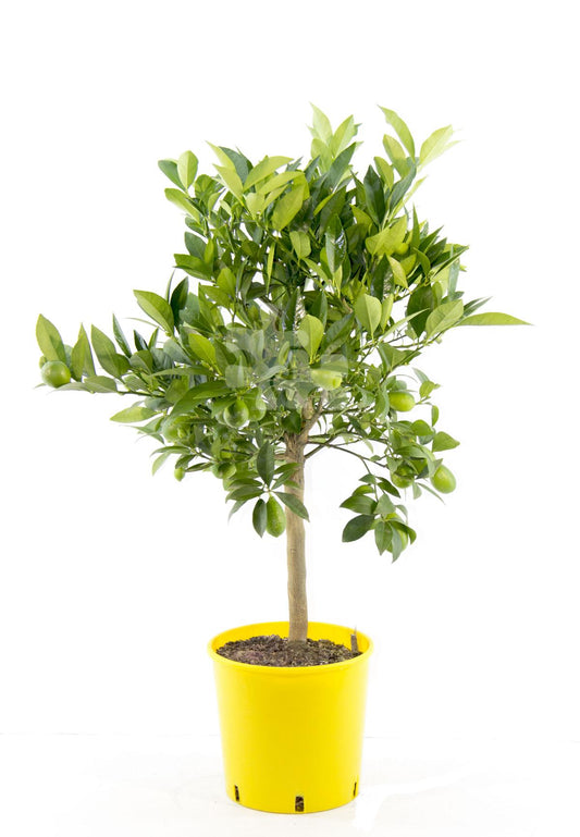 Italienische Limequat Eustis Citrus x floridana