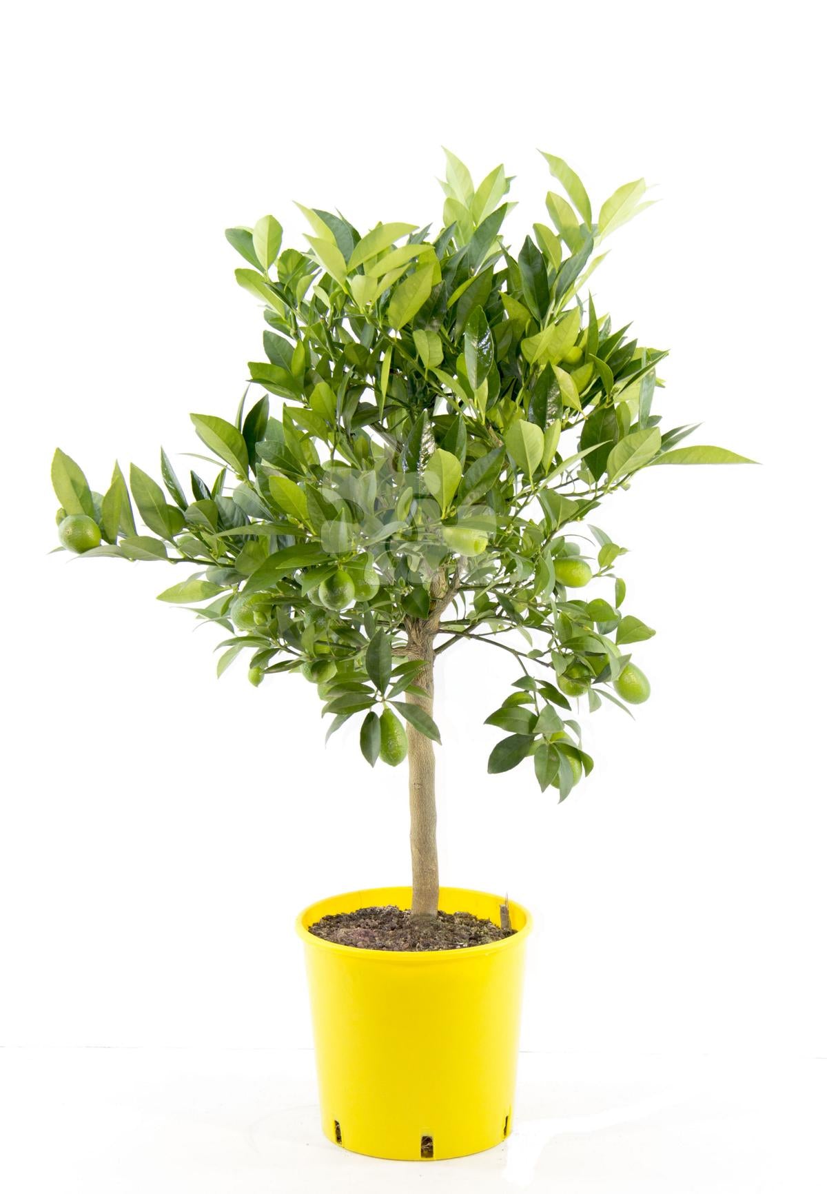 Italienische Limequat Eustis Citrus x floridana