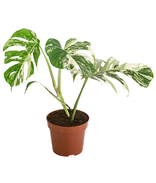Monstera deliciosa Variegata Rarita - naprosto vzácná