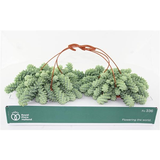 Rozchodník hadí, rozchodník burrito, zelená rostlina, pokojová rostlina