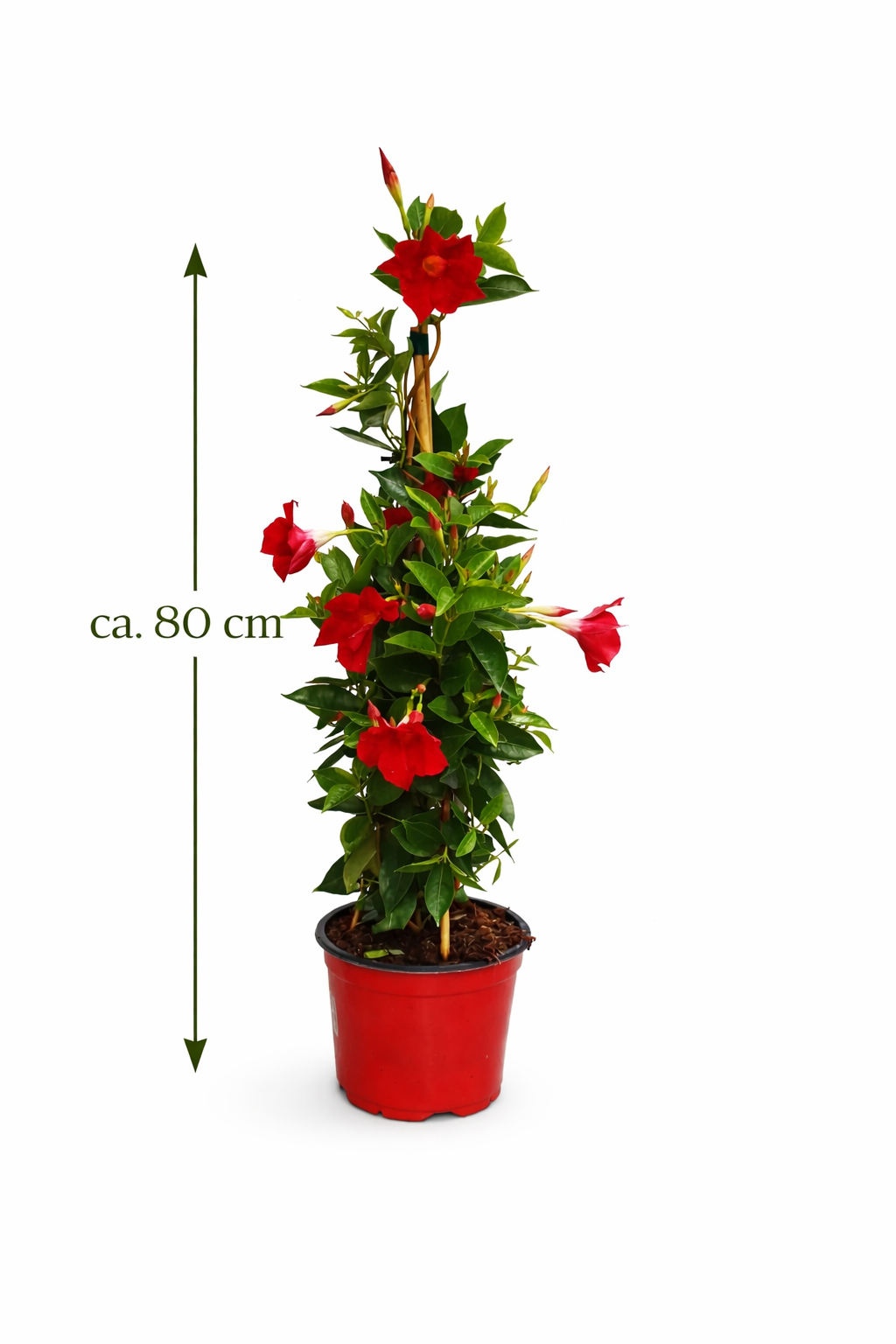 Mandevilla rot 80 cm - Dipladenia - Exotische Kletter-Schönheit für Balkon oder Terrasse