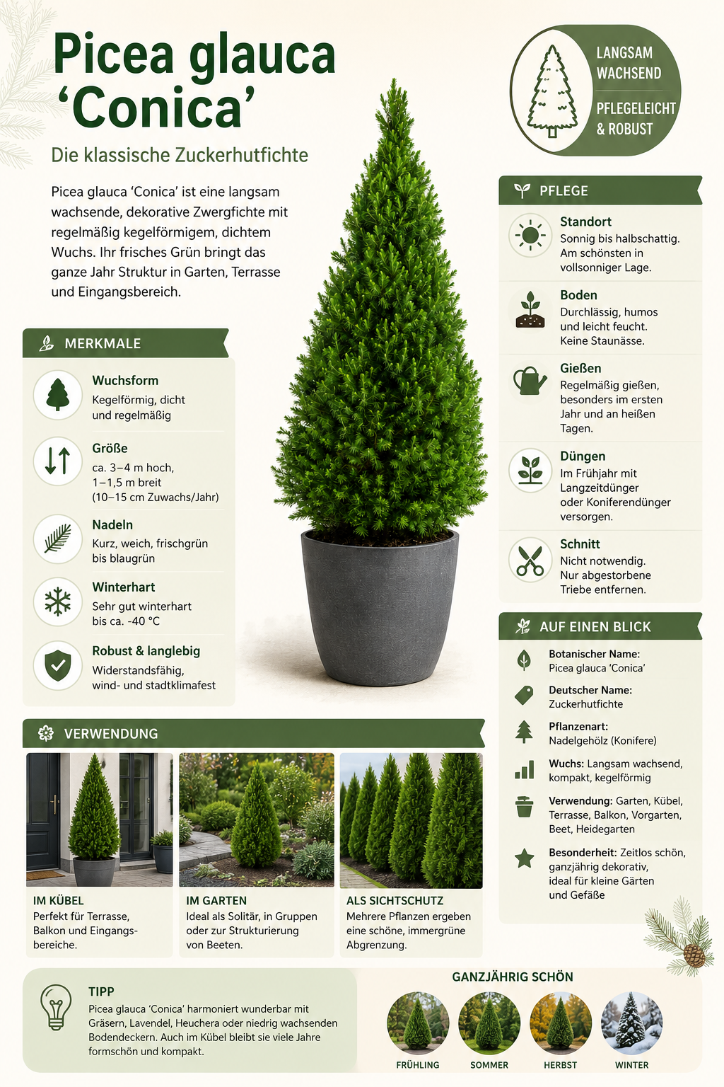 Zuckerhutfichte ‘Conica’ ca. 50 cm – Picea glauca, immergrüne Zwergfichte für Garten, Balkon & Kübel