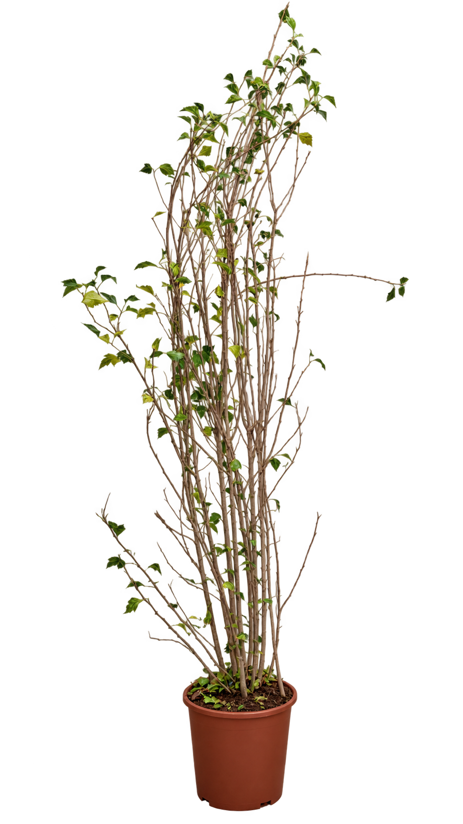 Gartenhibiskus ‘Marina’ – Hibiscus syriacus – winterharter Garteneibisch mit blauen Blüten – 180–250 cm inkl. Topf