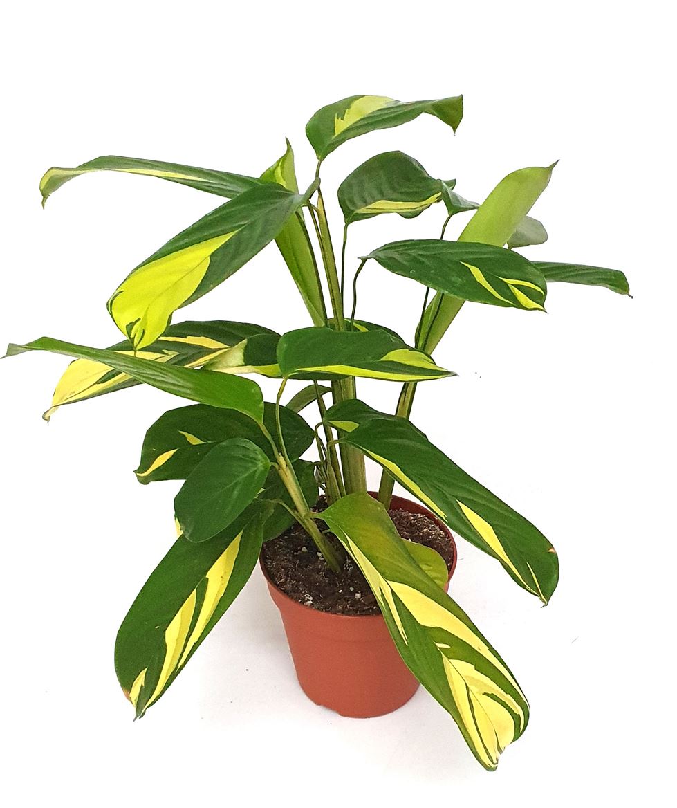 Ctenanthe pilosa Golden Mosaic – 30-40 cm große, robuste Zimmerpflanze im goldenen Blattmuster – auch bekannt als Goldene Mosaikpflanze