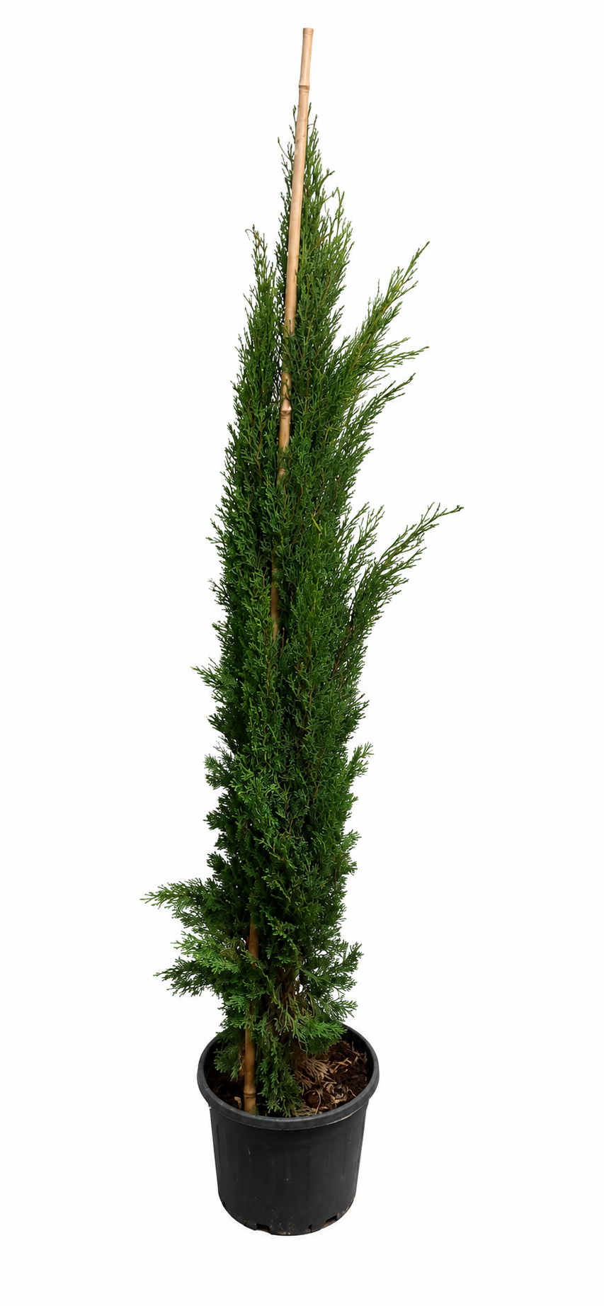 Cupressus sempervirens Totem 140–160 cm – Säulenzypresse Mediterrane Zypresse Italienische Zypresse Wintergrün