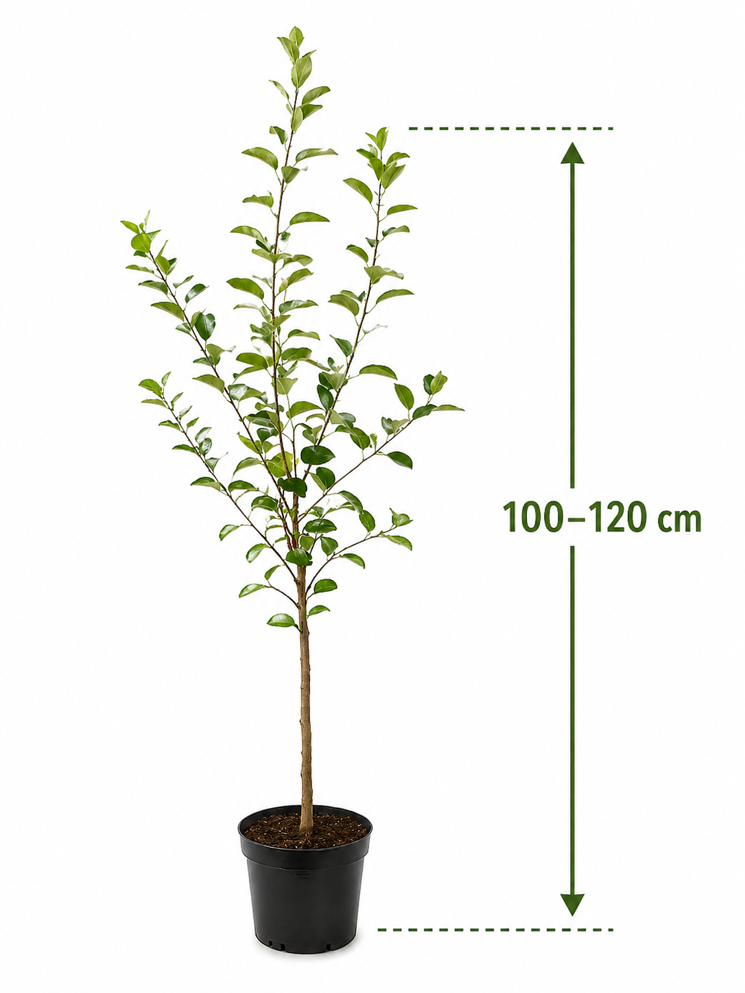 apfelbaum als zimmerpflanze Apfelbaum Benoni 100–120 cm – Frühe Apfelsorte Malus domestica für Garten &  Balkon, aromatische Sommeräpfel
