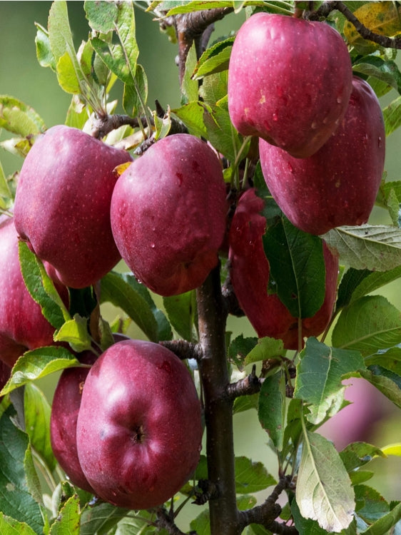 Apfelbaum Malus Starking – Roter Delicious Apfel | Obstbaum 100–140 cm | Winterharte Obstpflanze für Garten & Obstwiese