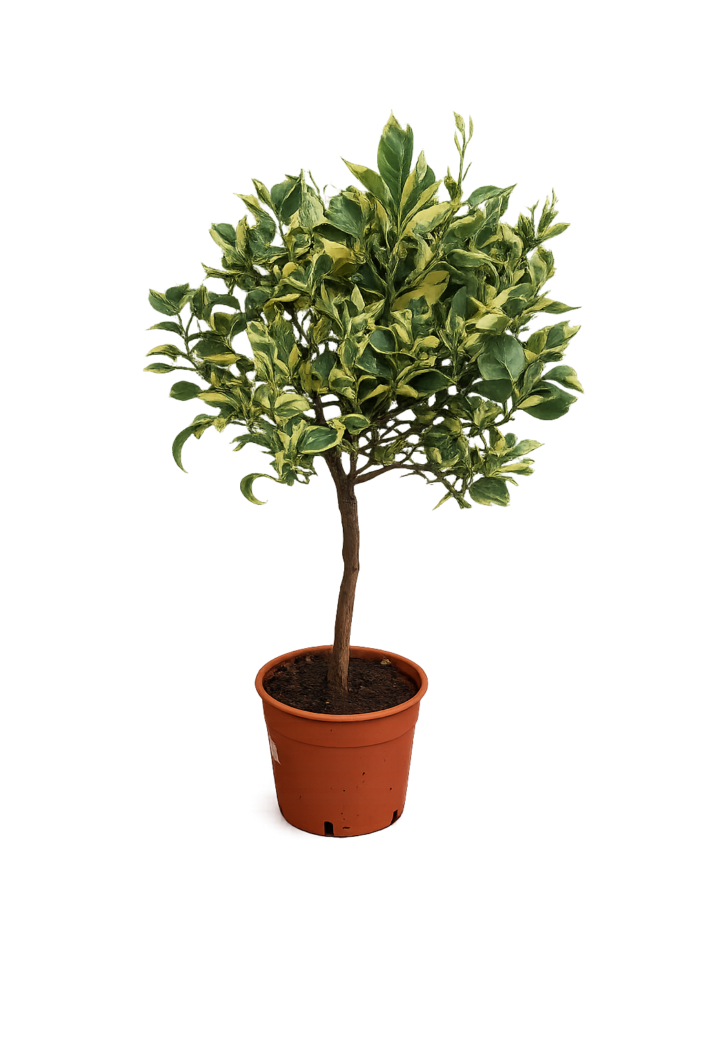 Panaché Orange Baum 70–100 cm – Variegierte Orange Citrus sinensis Variegata – buntlaubiger Orangenbaum Zitruspflanze