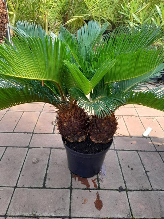 Cycas Revoluta - ca. 50 cm Zwilling - Exotische Eleganz für Ihr Zuhause