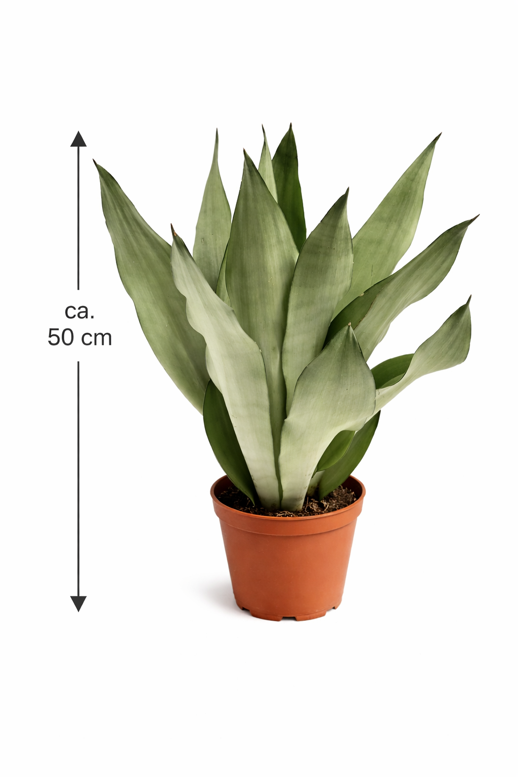 sansevieria preis Sansevieria Moonshine ca 50 cm Bogenhanf Zimmerpflanze Schwiegermutter –  Blumen-Senf®