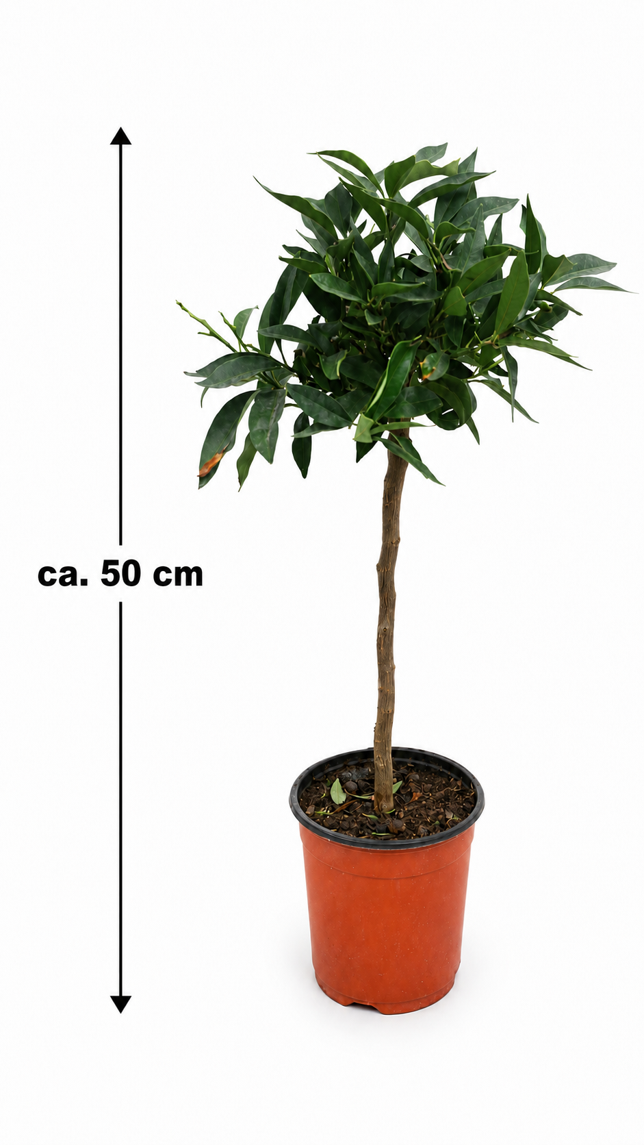 Kumquat-Stämmchen „Nagami“ ca. 50 cm – Fortunella margarita, Zwergorange und mediterraner Zitrusbaum für Balkon & Terrasse