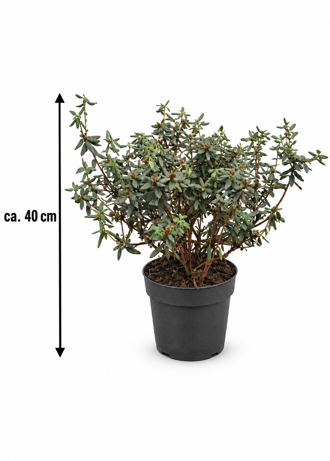 Zwerg-Rhododendron ‘Ramapo’ ca. 40 cm – Rhododendron impeditum, winterharter Alpenrosenstrauch mit violetten Blüten