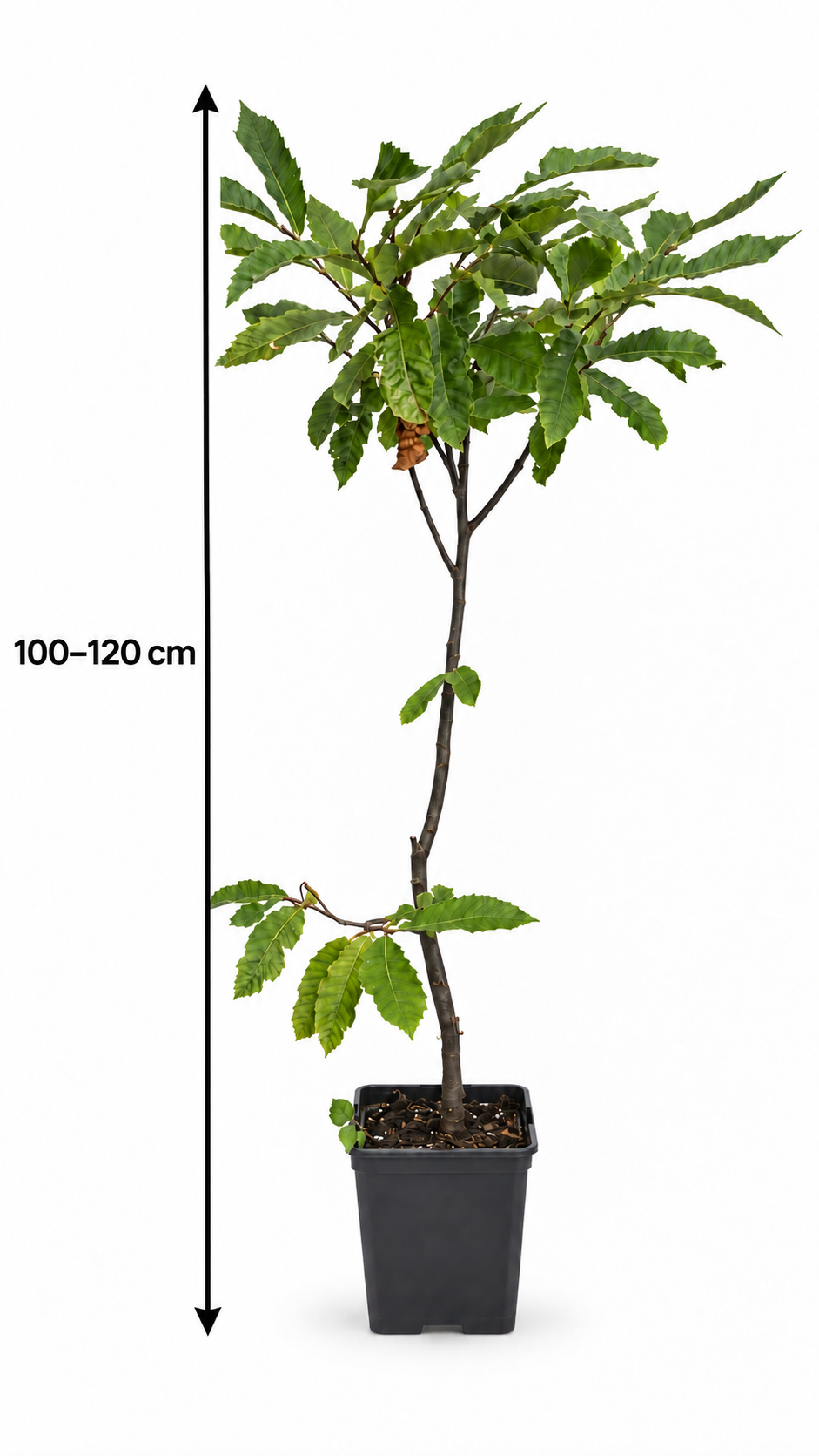 Esskastanie 100–120 cm – Castanea sativa Edelkastanie, winterharter Maronenbaum für den Garten