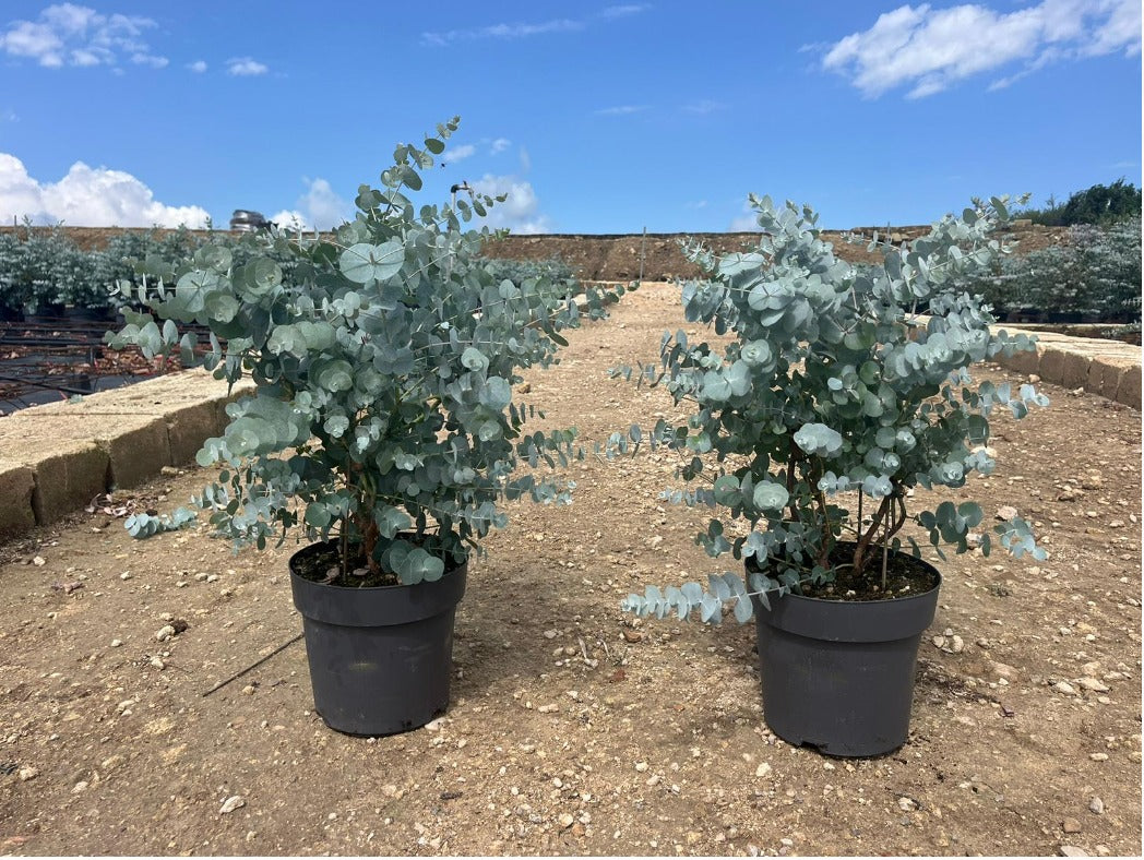 Eucalyptus Cinerea Silver Dollar PREMIUM Eukalyptusbaum 60 - 80 cm Pflanze winterhart VERSANDKOSTENFREI