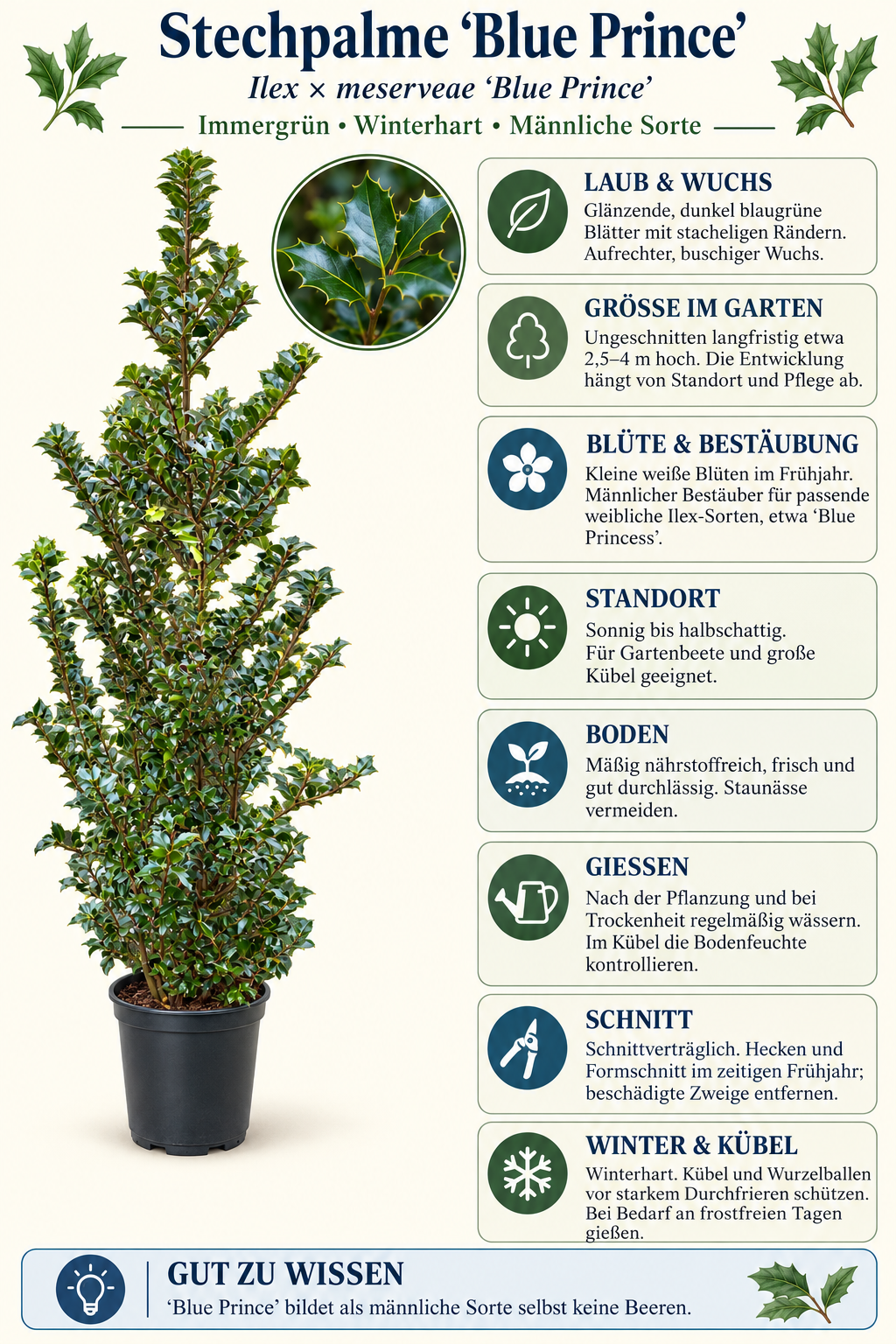 Stechpalme ‘Blue Prince’ – Ilex meserveae, immergrün & winterhart für Garten, Hecke und Kübel – ca. 180 cm inkl. Topf