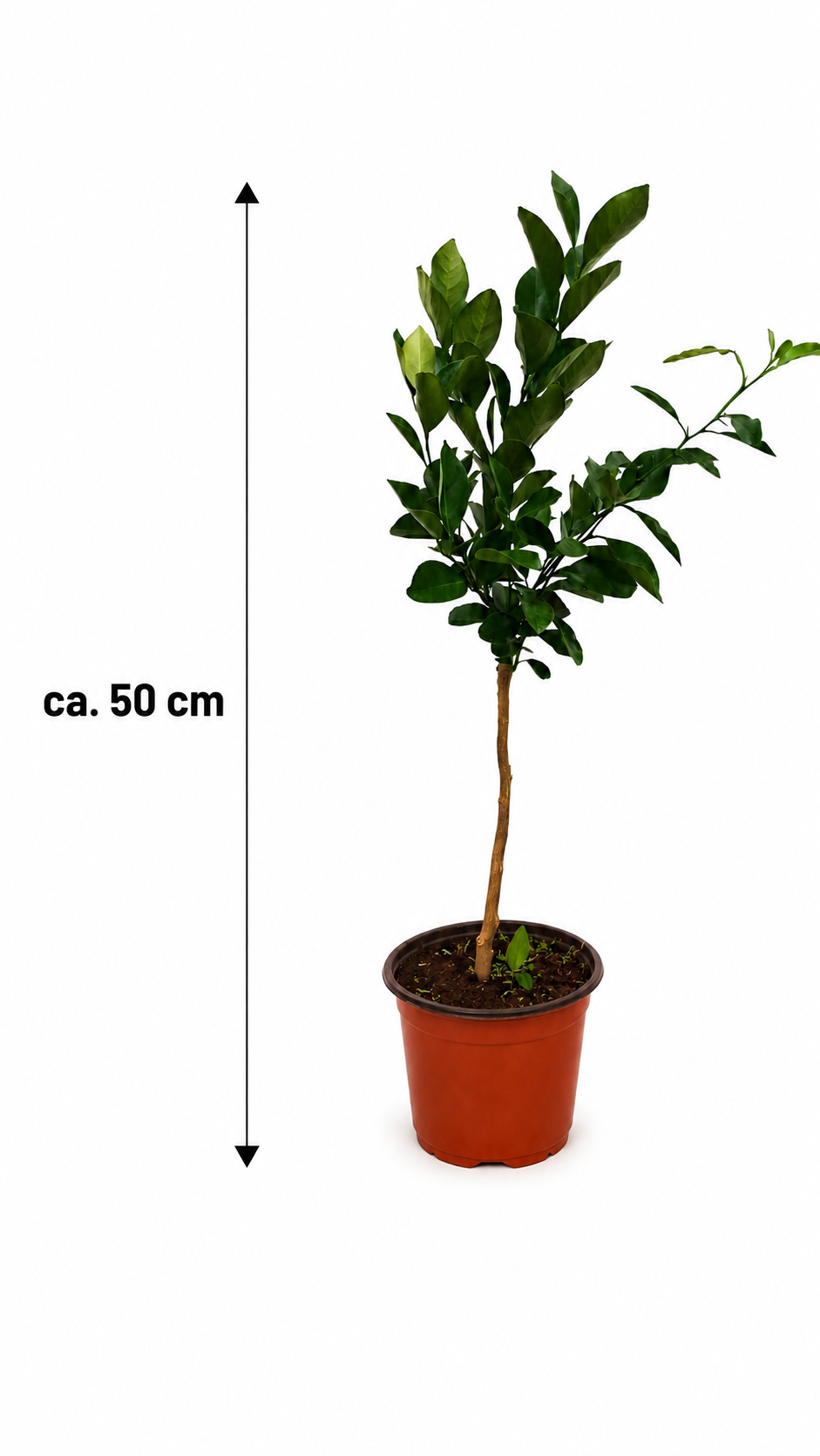 Orangenbaum ‘Arancio Corrugato’ als Stämmchen ca. 50 cm – Citrus sinensis, italienische Zitruspflanze für Balkon und Terrasse