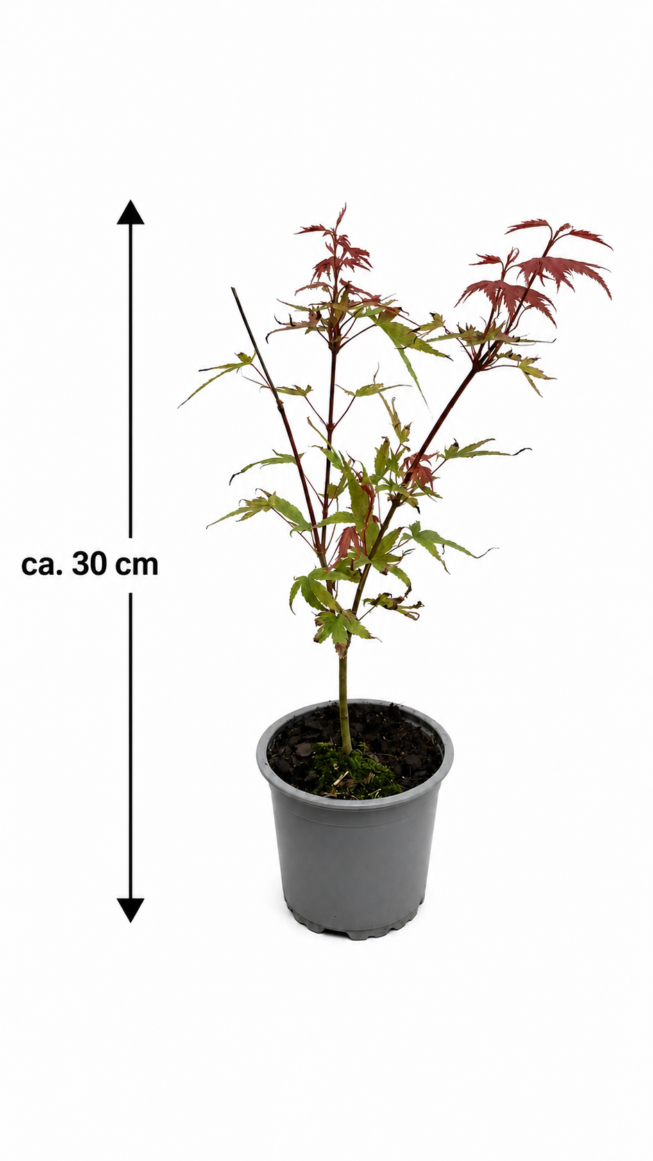 Acer palmatum Phoenix ca. 30 cm – Japanischer Fächerahorn, roter Zierahorn für Garten und Kübel