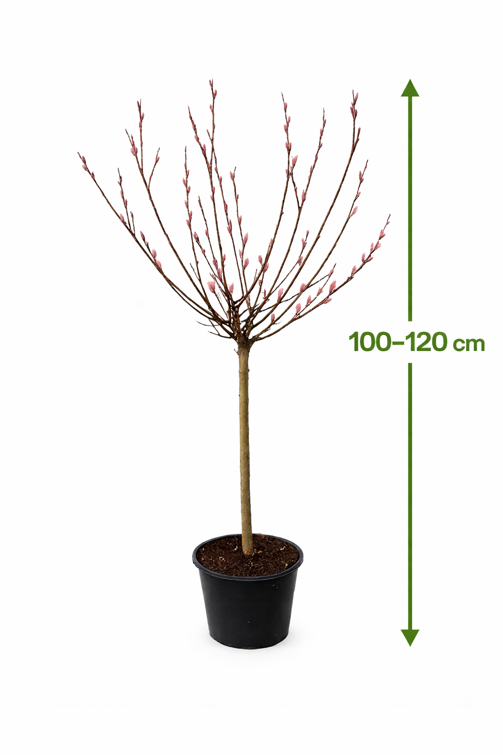 Rosa Riesen-Salweide 'Mount Aso' Stämmchen 100–120 cm – Japanische Kätzchenweide mit rosa Weidenkätzchen | Salix gracilistyla Mount Aso