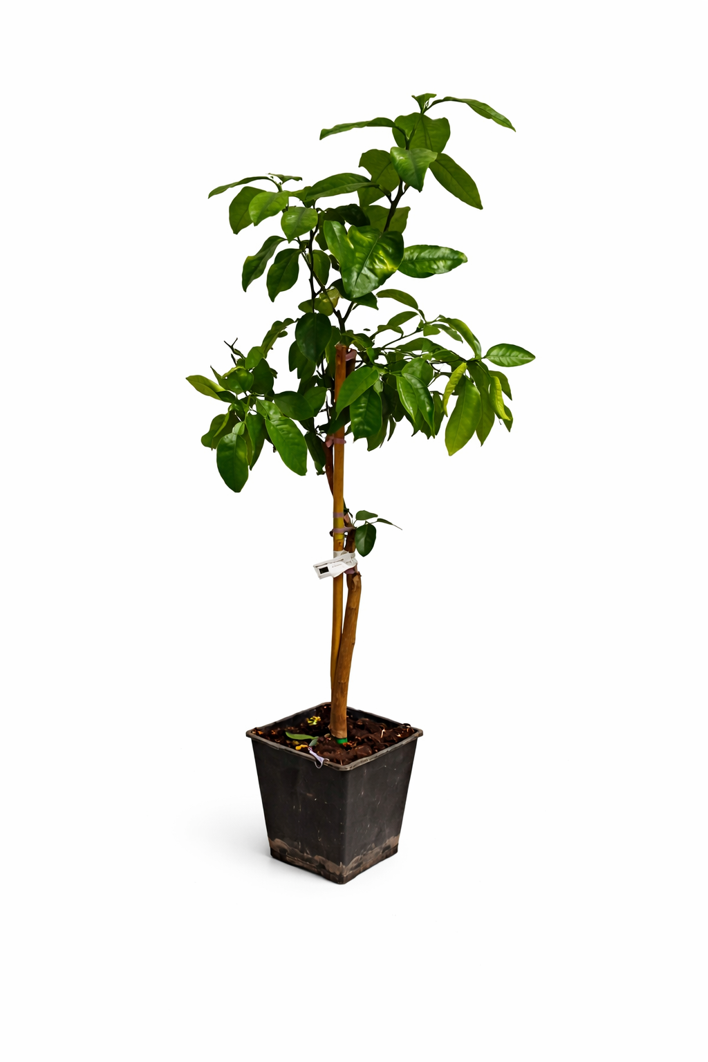 Grapefruitbaum Star Ruby 120–140 cm – Pampelmuse / Pomelo Citrusbaum mit Topf – exotischer Zitrusbaum für Terrasse & Wintergarten