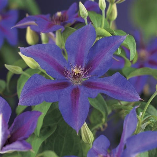 Clematis Mrs N Thompson – Großblumige Waldrebe, Kletterpflanze 30–50 cm, violett-rosa Blüten, winterhart