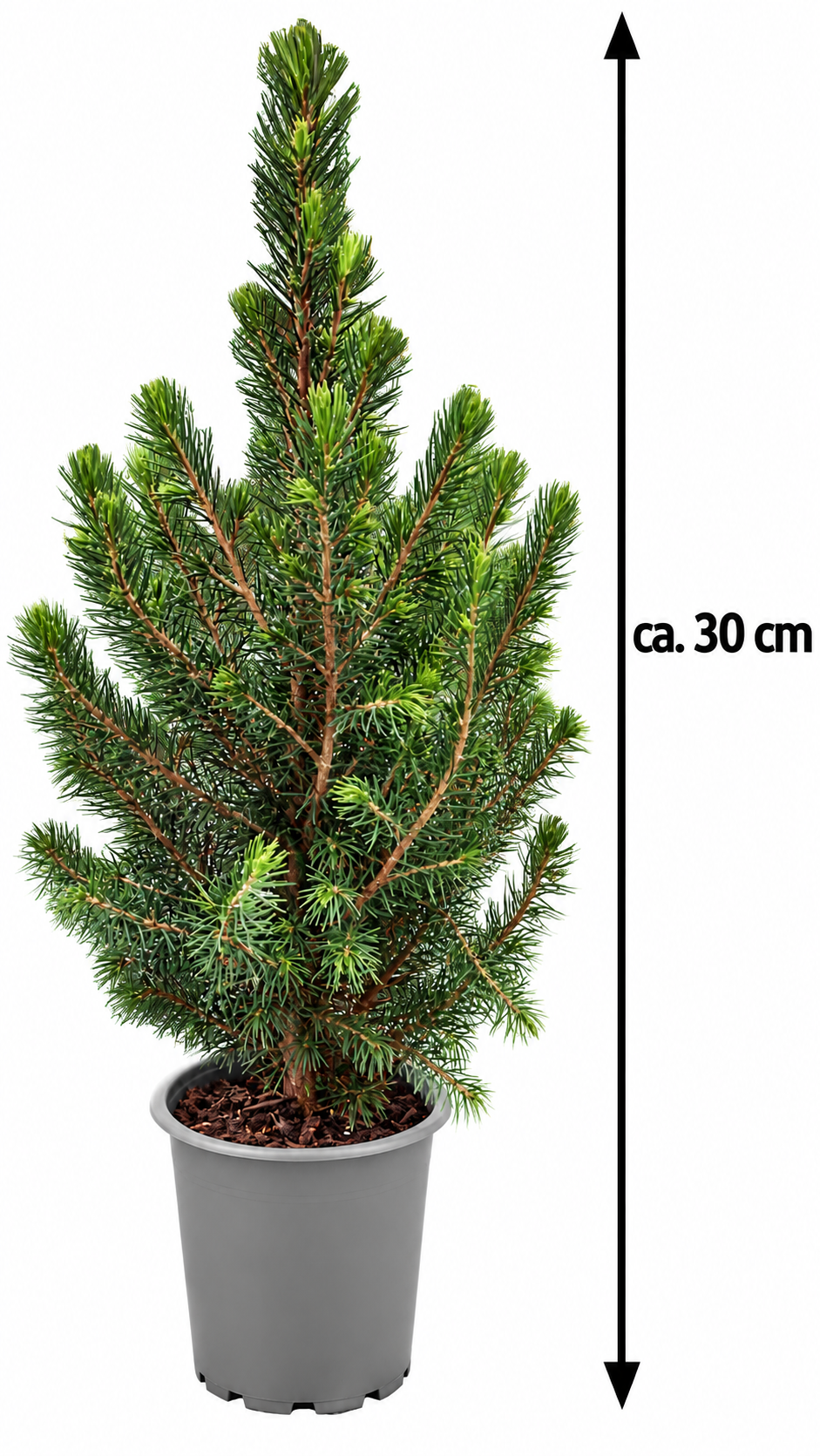 Zuckerhutfichte ‘Conica’ ca. 30 cm – Picea glauca, immergrüne Zwergfichte für Garten, Balkon & Kübel