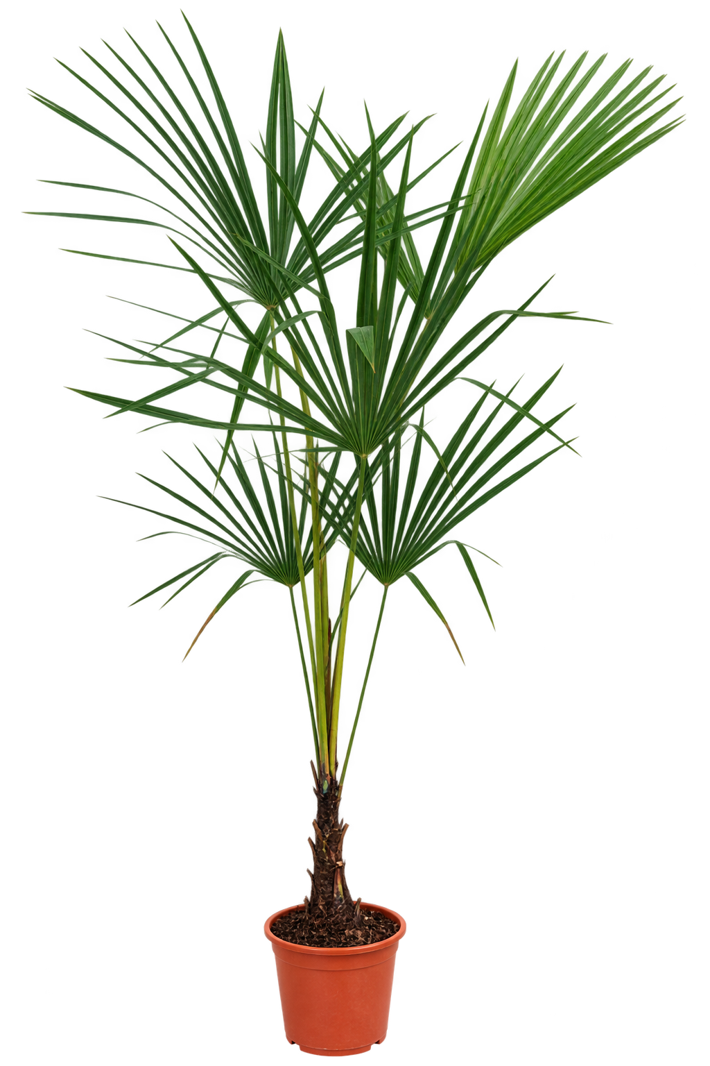 Chinesische Hanfpalme 160–180 cm – Trachycarpus fortunei – Winterharte Fächerpalme für Garten, Terrasse und Kübel