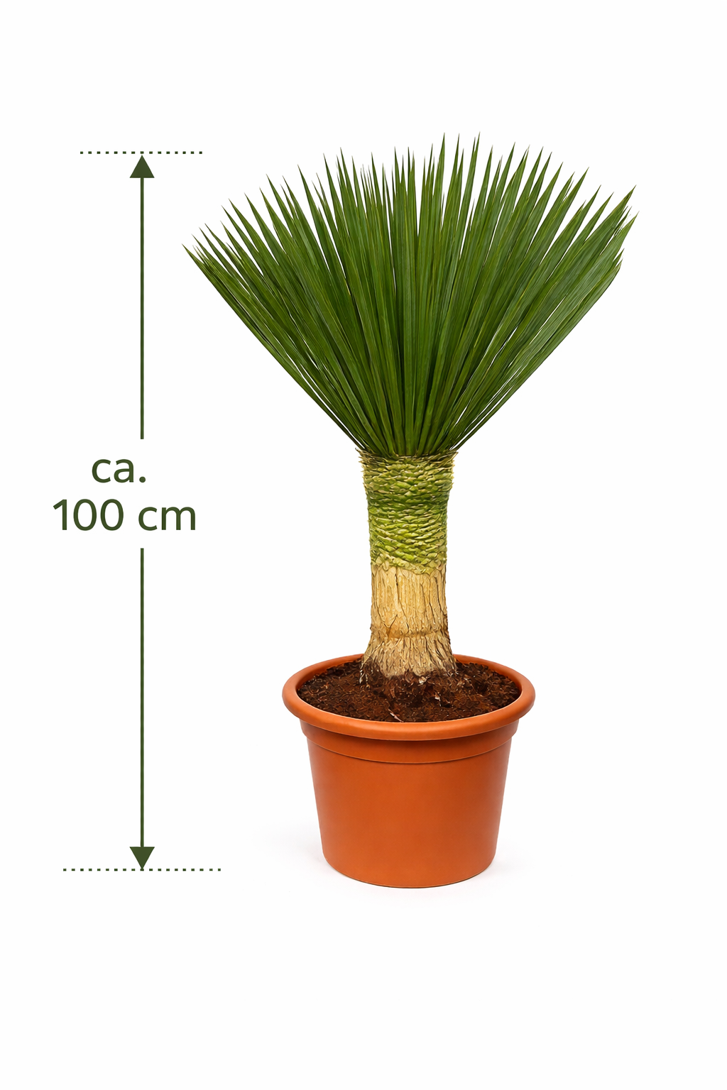 Yucca Rostrata 'Blue Swan' ca. 100 cm Gesamthhe  Palmlilie mit 30 cm  Stamm im 30 cm Topf | Winterharte Wstenpflanze