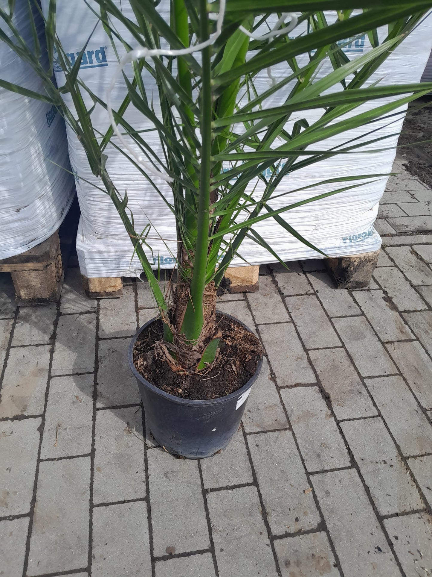 2 Stück 190-210 cm Phoenix canariensis kanarische Dattelpalme kräftige Palmen keine Jungpflanzen VERSANDKOSTENFREI