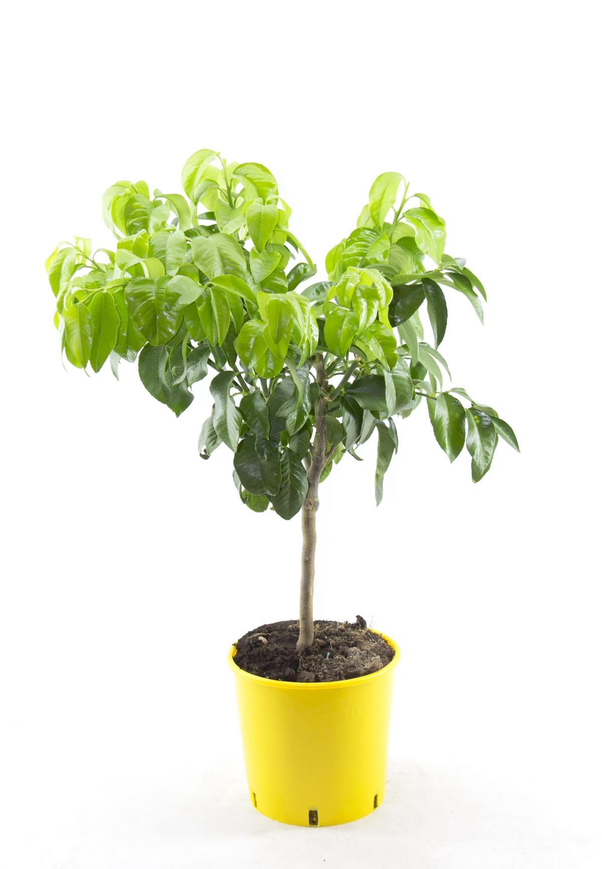 Citrus Paradisi 80-100 cm rostlina - Osvěžující síla grapefruitu