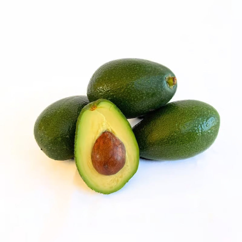 Avocado-Baum „Bacon“ im Topf – 130–160 cm Gesamthöhe | Avocadopflanze im Kübel, Obstbaum für Garten & Terrasse