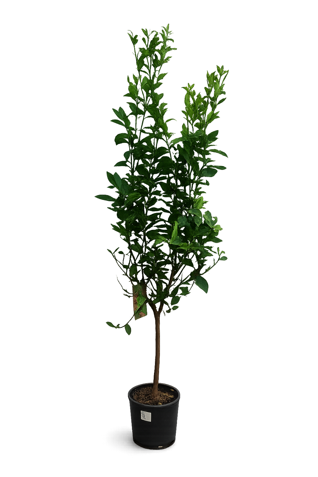 Limettenbaum Lima Verde 140–170 cm – Caipirinha Limette / Echte Limette – Citrus aurantifolia – Zitronenbaum Limette für Terrasse & Balkon