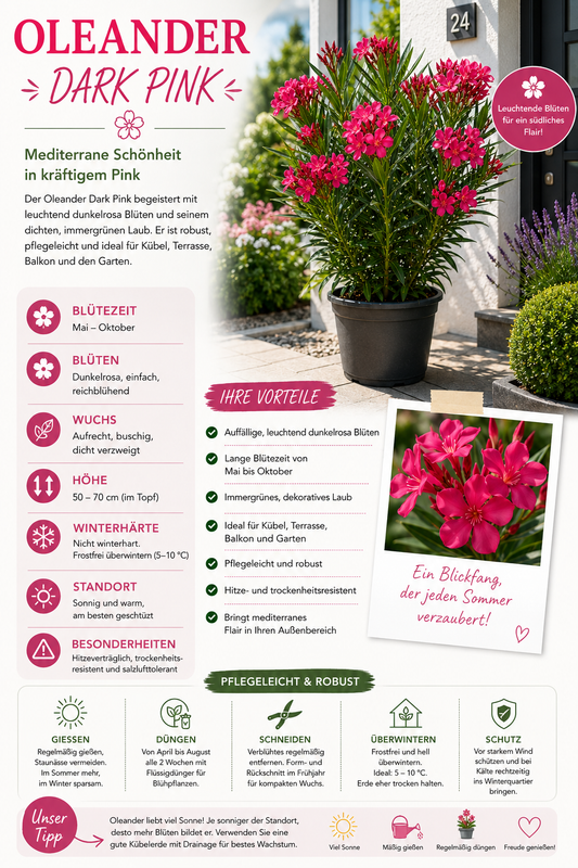 Dunkelrosa Oleander (Nerium oleander) 50–70 cm inkl. Topf – Mediterrane Kübelpflanze, Blühpflanze, Wintergartenpflanze
