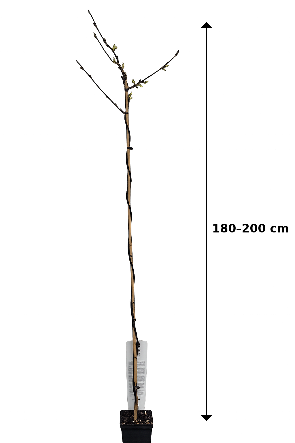 Wisteria floribunda 'Naga Noda' – Japanischer Blauregen 180–200 cm | Duftende Kletterpflanze, lange Blütentrauben, winterhart