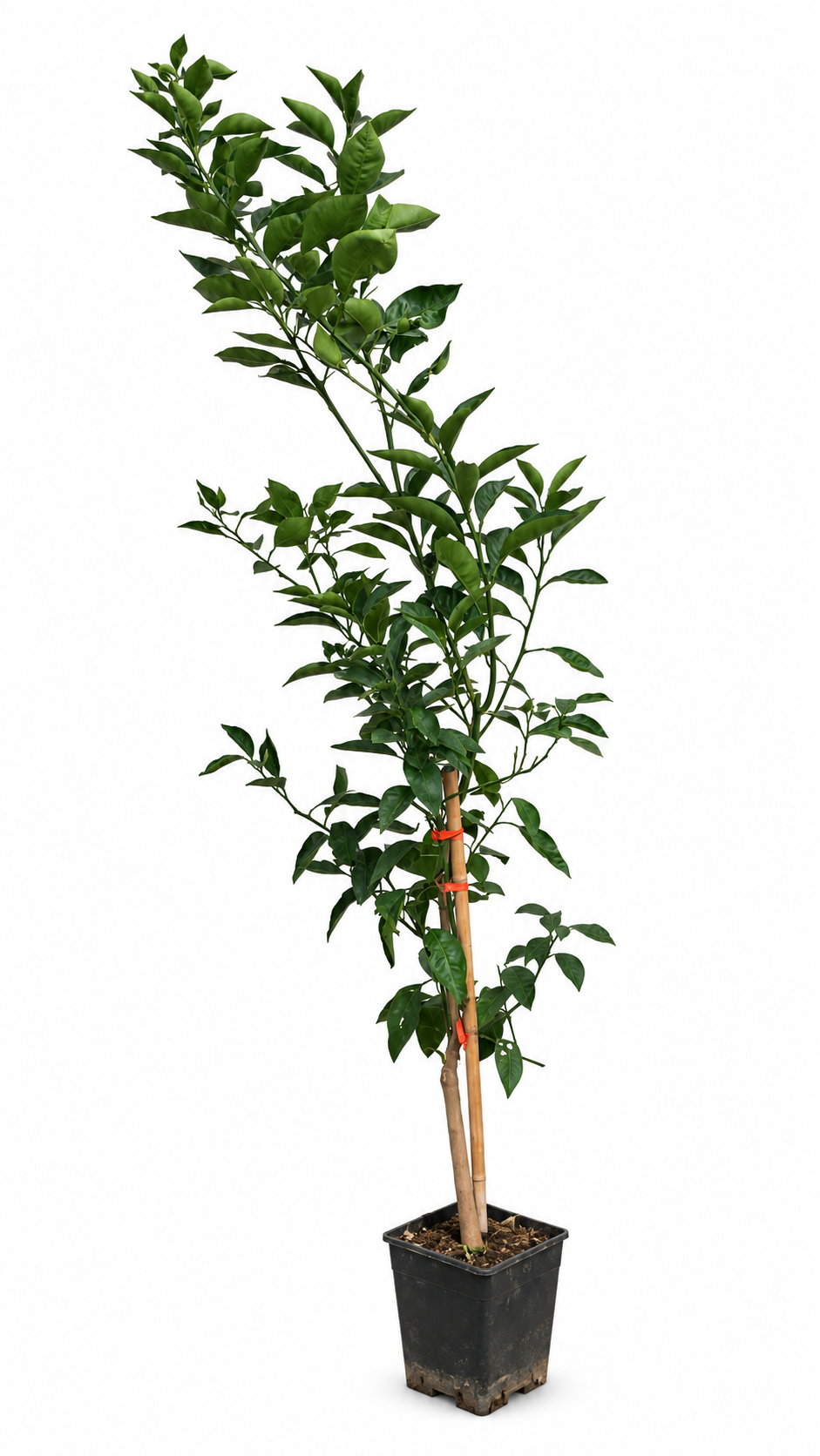 Tarocco Meli Blutorange 100–120 cm – Citrus sinensis Orangenbaum für Terrasse und Wintergarten