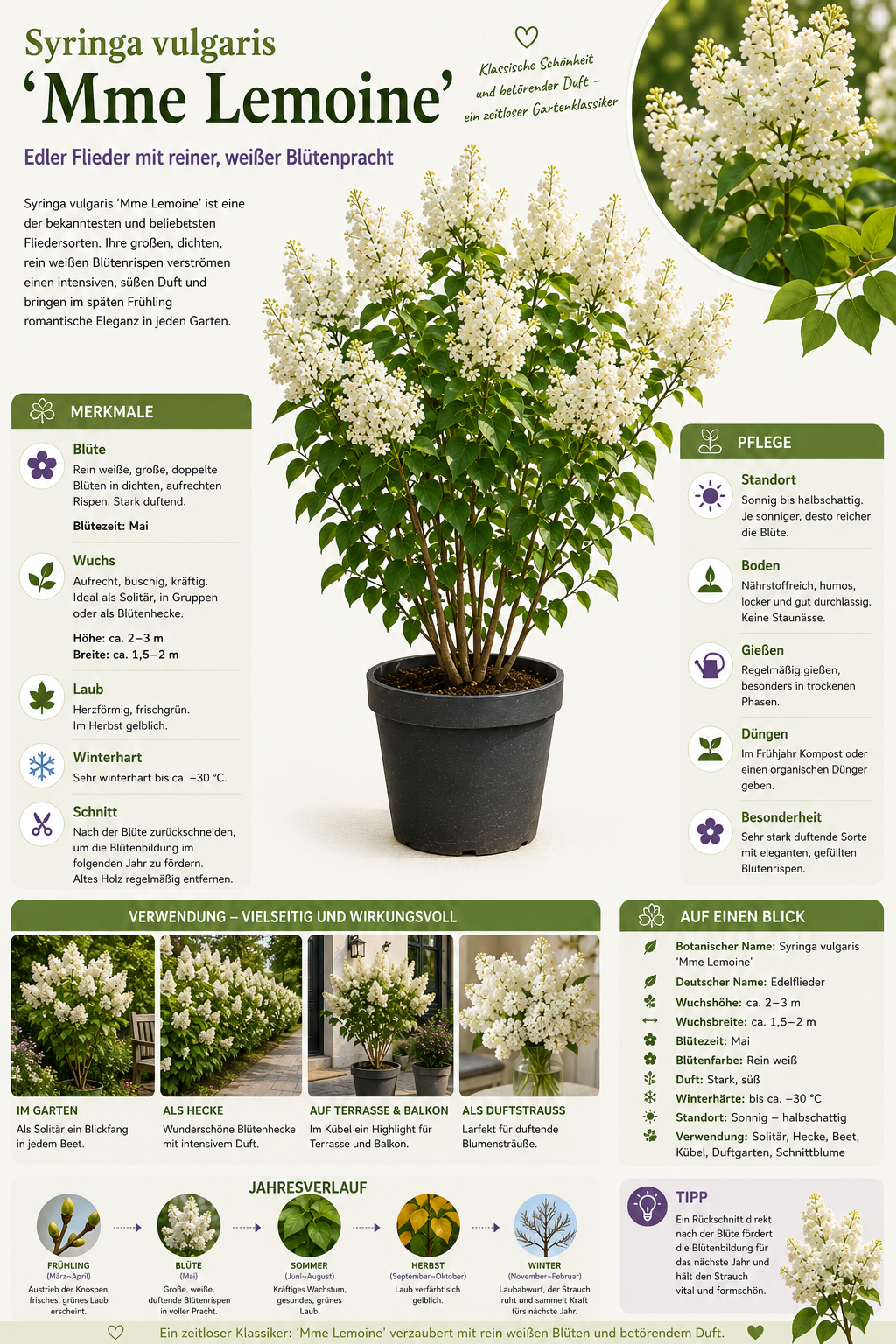 Syringa vulgaris Mme Lemoine Flieder Weißer Edel-Flieder ca. 100 cm Duftflieder Gartenpflanze